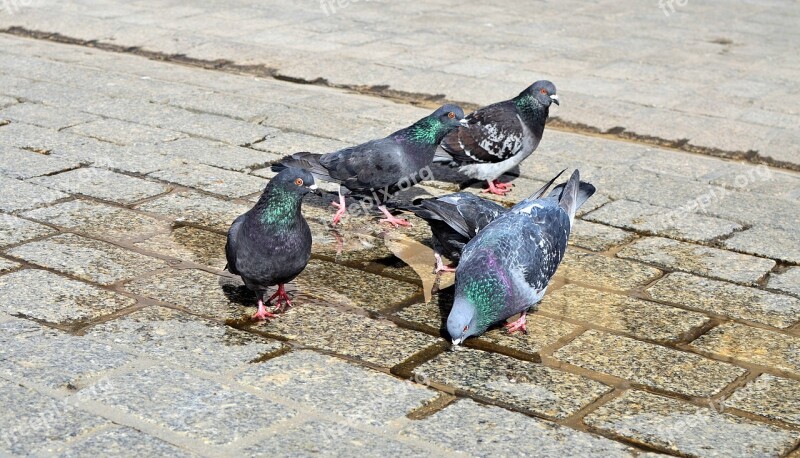 Pigeons Birds City Kraków The Market