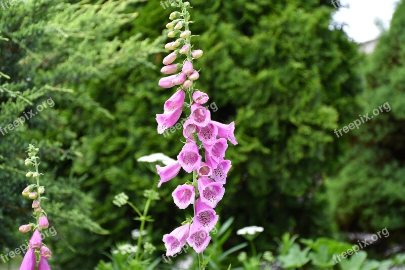 Thimble Garden Blossom Bloom Botany