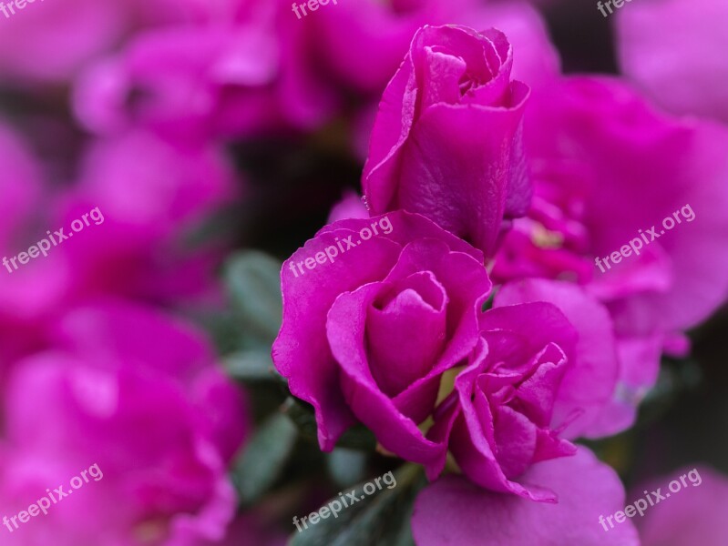 Flower Petals Plant Botany Macro