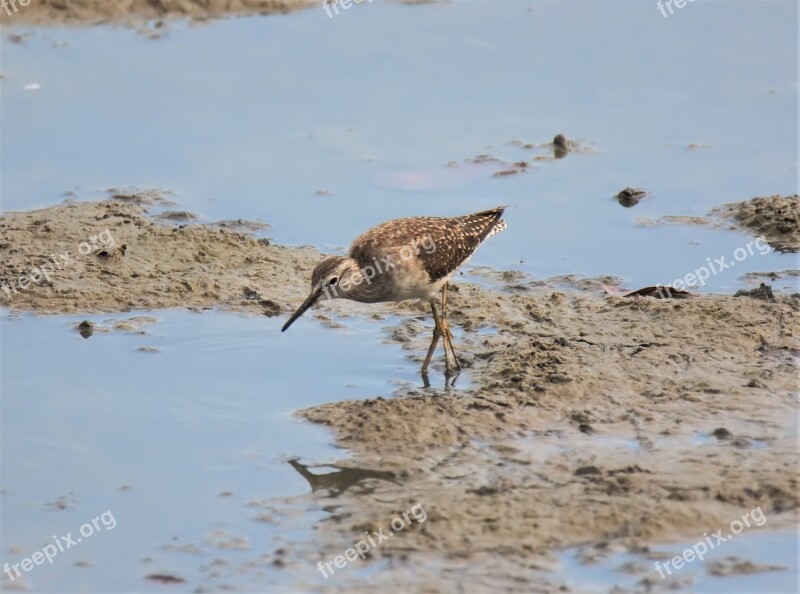 Migratory Bird Wild Wildlife Natural