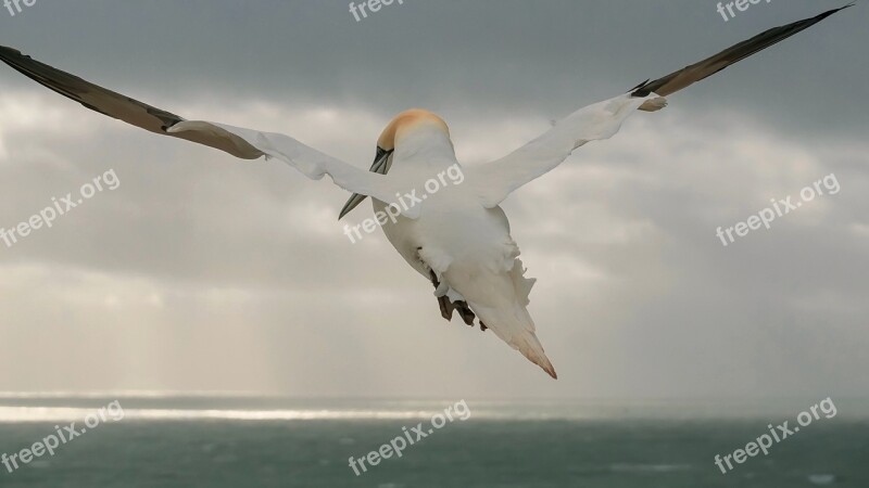 Northern Gannet Sea Bird Bird Nature Flying