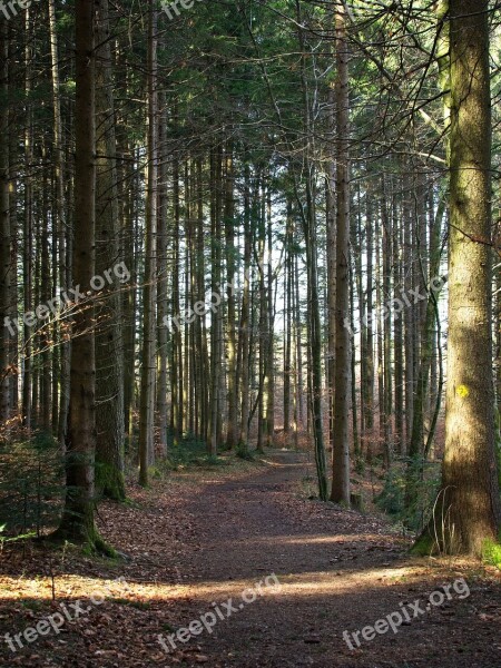 Spring Forest Nature Trees Away