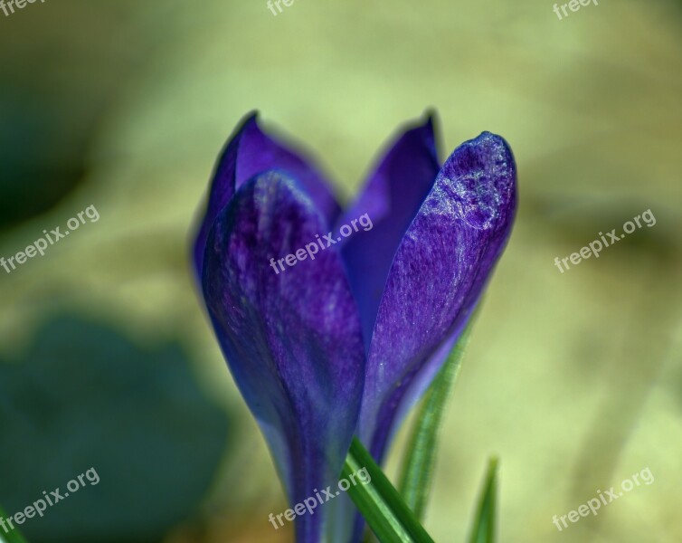 Crocus In Ozark Spring Crocus Blossom Spring Bloom