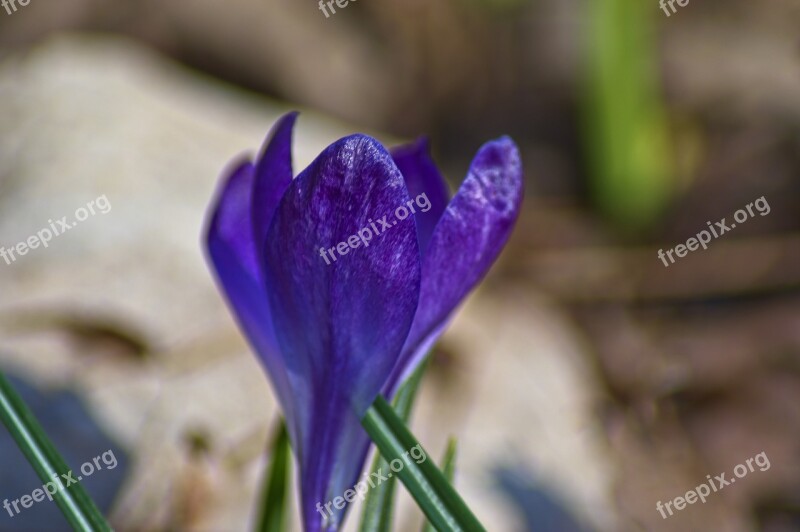 Crocus In Early Arkansas Spring Crocus Blossom Spring Bloom