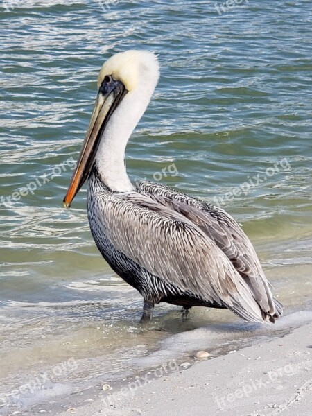 Pelican Naples Nature Seashore Shorebird