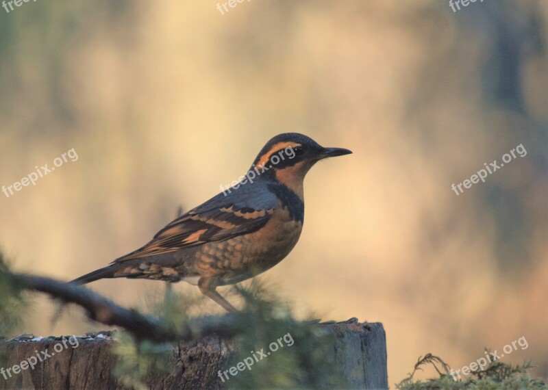 Bird Varied Thrush Birding Wildlife Free Photos