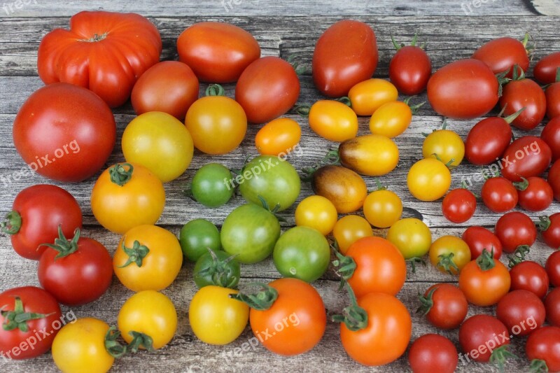 Tomato Tomatoes Diversity Old Varieties Vegetables