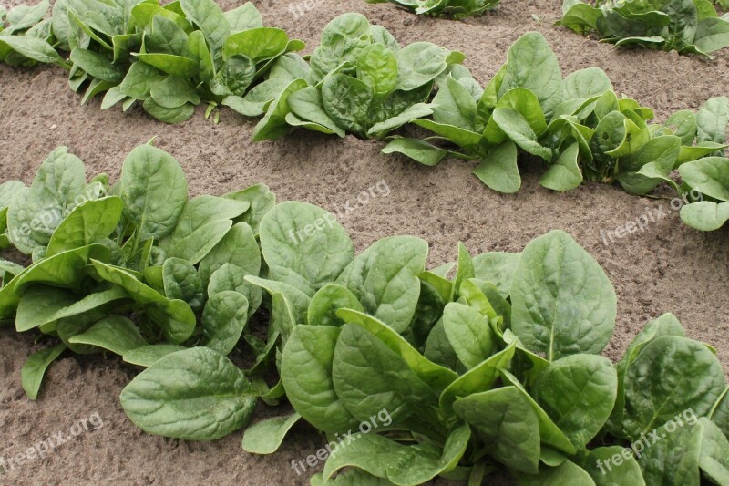 Spinach Vegetable Patch Garden Vegetables Green