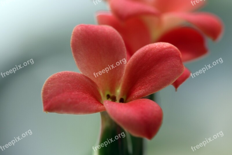 Mini Potted Flowers Potted Plant Plants Flower