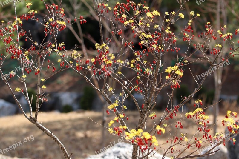 Spring Spring Flowers Nature Flowers Plants