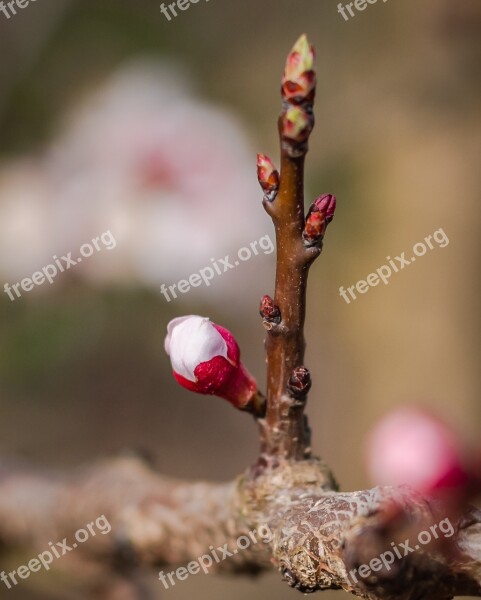 Bud Spring Apricots Close Up Garden