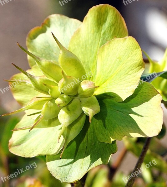 Christmas Rose Faded Flower Nature Free Photos