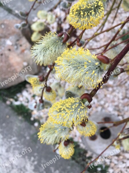 Spring Laburnum Lemon Yellow Free Photos