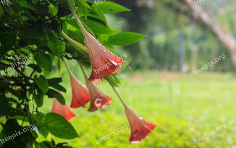 Colombia Flowers Nature Flower Plant