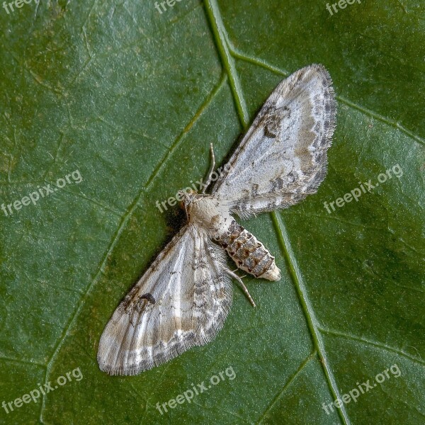 Moth Lime-speck-pug Wings Tiny Nature