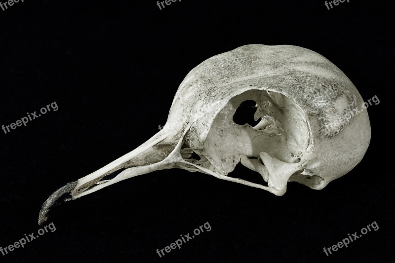 Skull Collared-dove Bird Bill Beak