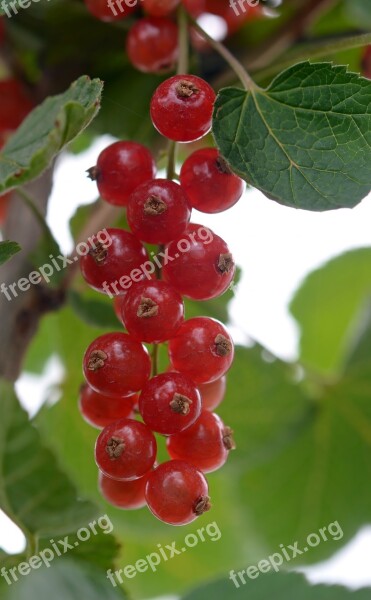 Currant Currants Berries Food Fruit