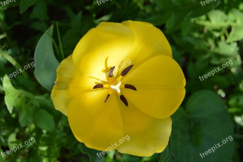 Flower Tulip Macro Garden Flower Bed