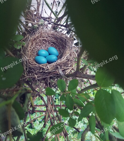 Nest Eggs Robin Bird Bush