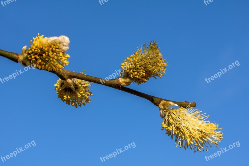 Willow Catkins Bud Bloom Branch Nature