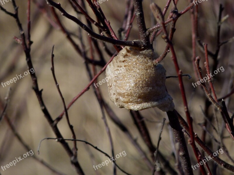 Insect Praying Mantis Egg Case Eggs Mantis