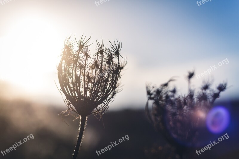 Plant Dry Edge Of Field Backlighting Silhouette