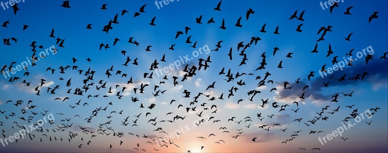 Birds Sunset Sky Nature Landscape