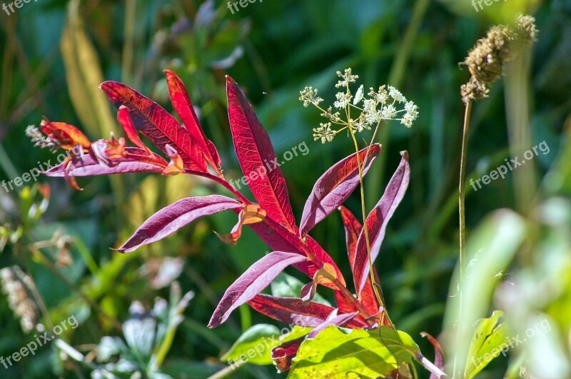 Red Leaves Autumn Nature Fall