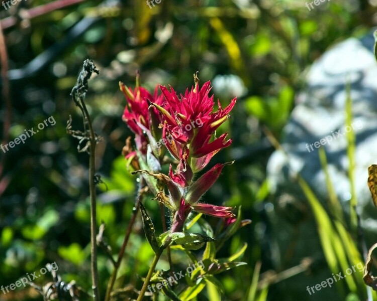 Prairie-fire Wildflower Indian Paintbrush Wildflower Blossom Flower