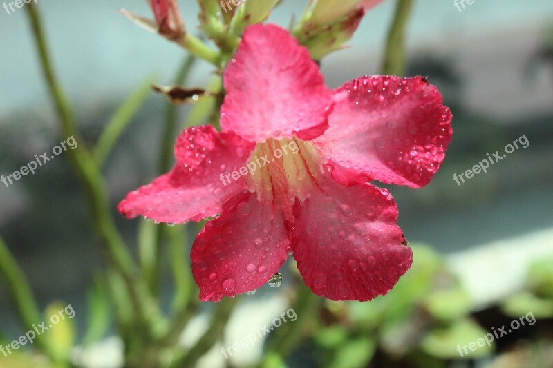 Rosa Nature Flower Plant Flowers