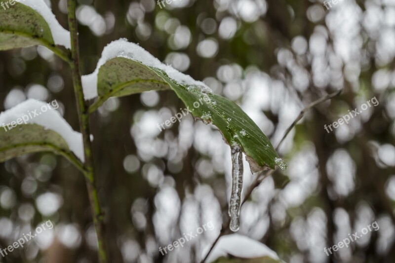 Nature Snow Winter Frozen Bow