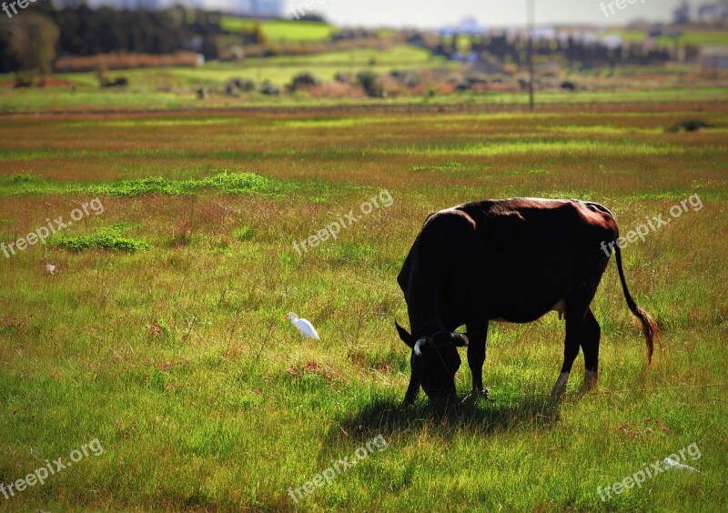 Nature Twigs Grass Weed Pasture