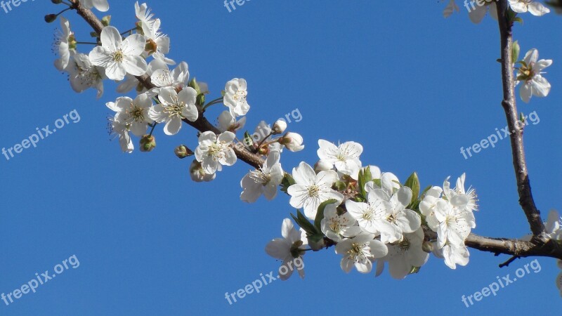 Flower Flowers Plant Plants Plum Nature Spring