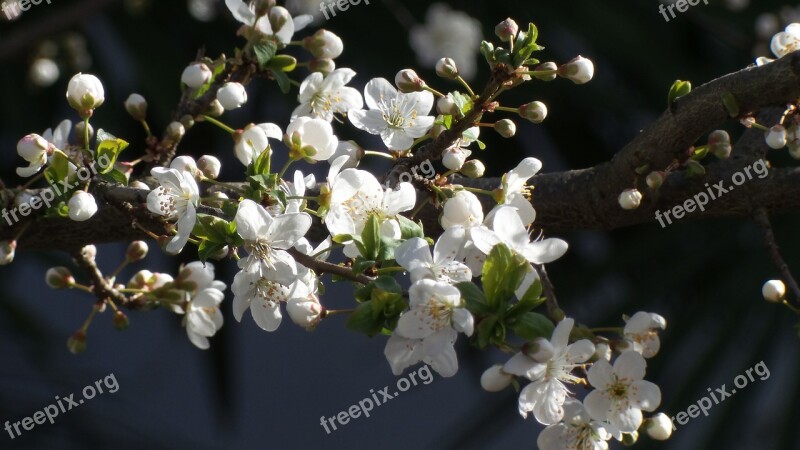 Flowers Flower Nature Spring Plum In Flower Blossom