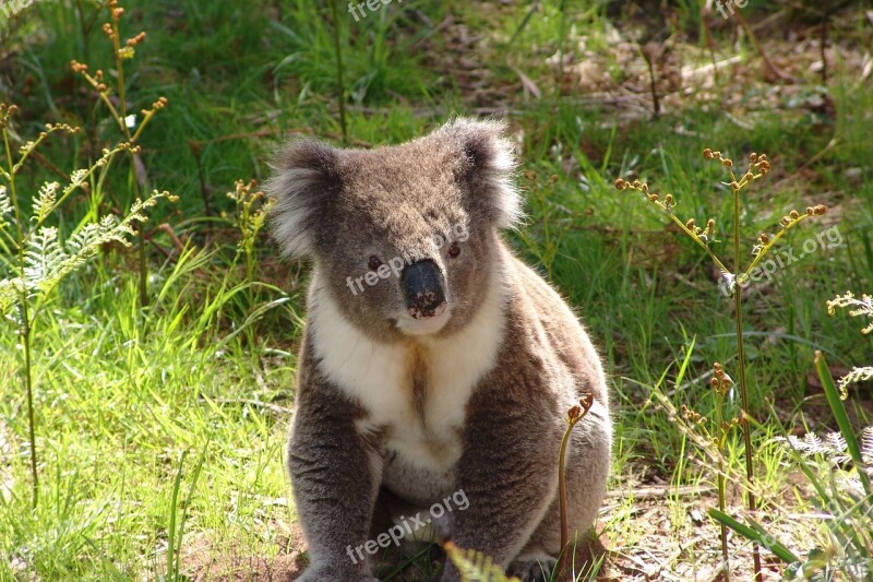 Koala Australia Marsupial Wildlife Nature