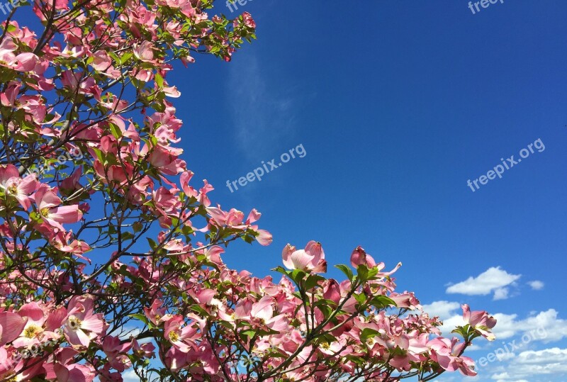 Dogwood Blossoms Spring Sky Pink