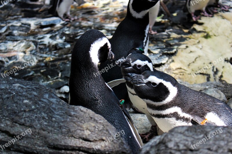 Animals Penguin Bird Antarctic Couple