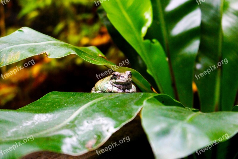 Animals Frog Toad Green Pond