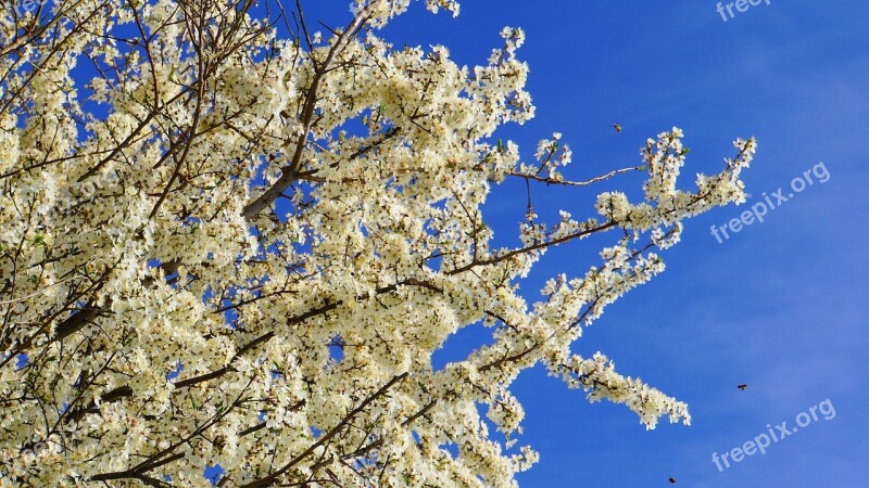 Flowers Bees Insect Pollen Tree