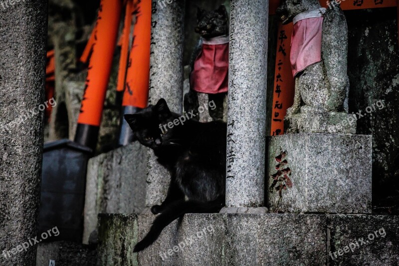 Kyoto Cat Temple Japan Fushimi