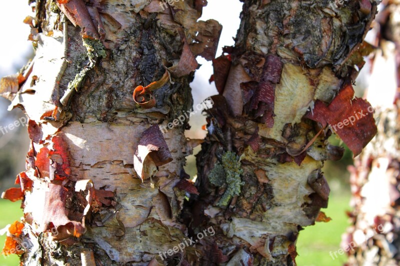 Bark Tree Wood Structure Texture