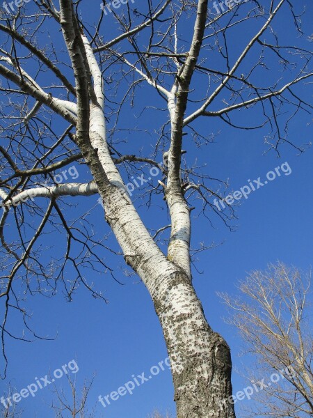 Poplar Tree Nature Landscape Sky