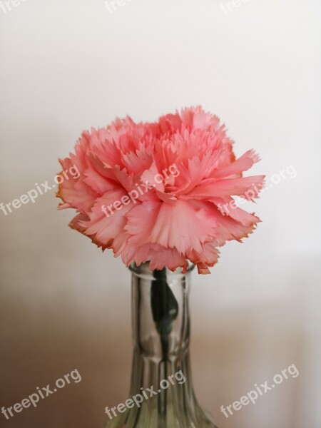 Flower Carnation Spring Pink Vase