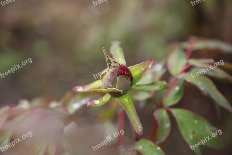 Flowers Flower Horn Blossom Buds Plants