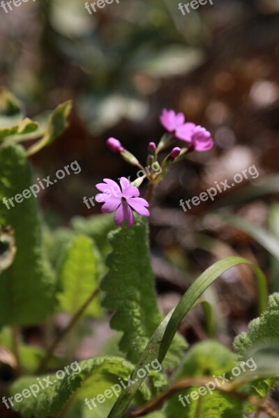 Wildflower Wild Flowers Nature Plants