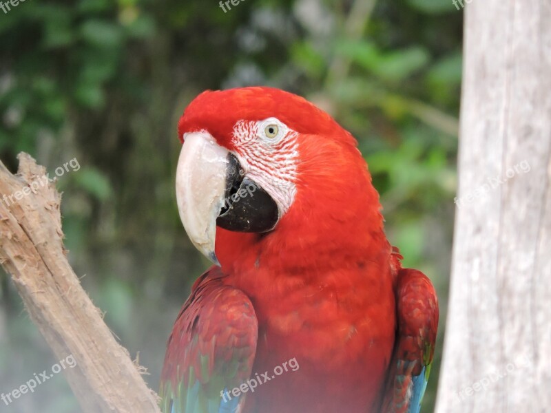 Parrot Gucamaya Colombia Bird Red Look