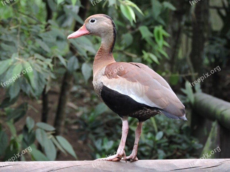 Duck Watchman Look Animals Plumage