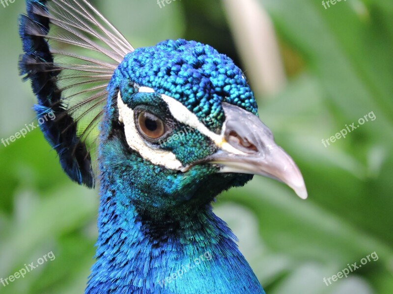 Peacock Feathers Eye Look Exotico