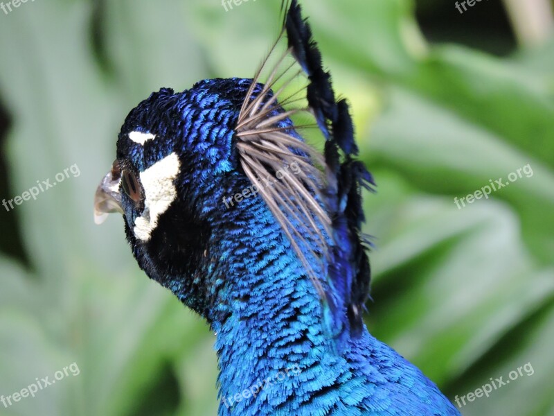 Peacock Feathers Eye Look Exotico