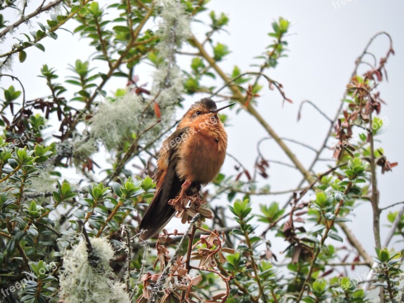 Hummingbird Wings Colors Cold Nevado Del Ruiz